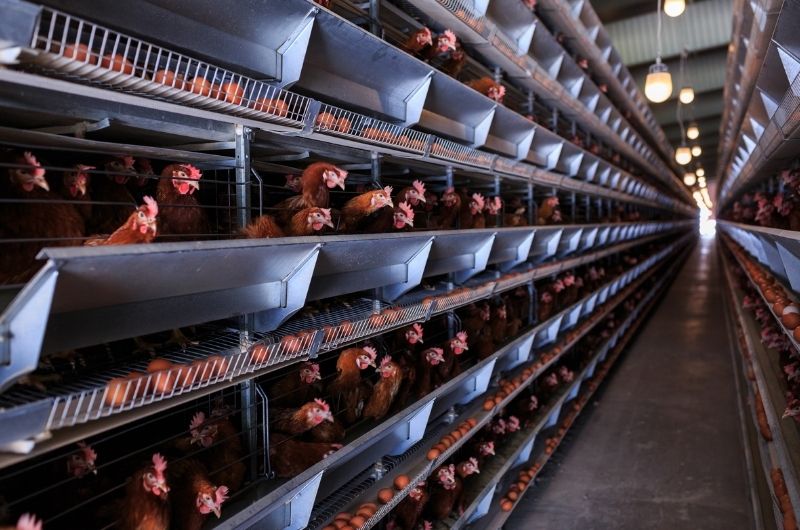 Egg production leaves a terrible carbon footprint