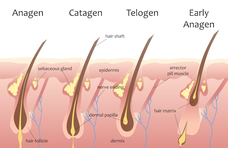 Human head hair growth cycle. Anagen, Catagen, Telogen.