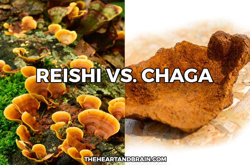 Reishi Mushroom vs. Chaga