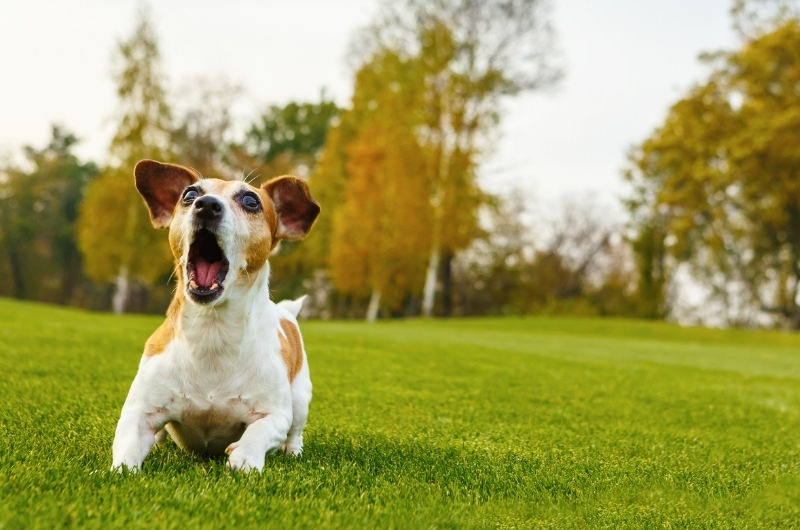 Can A Dog Barking Damage Hearing?