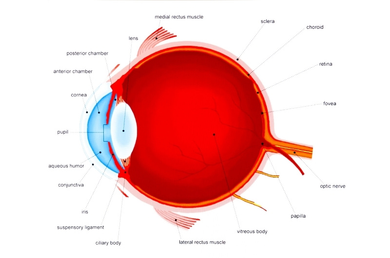 A diagram showing the different components of an eye.