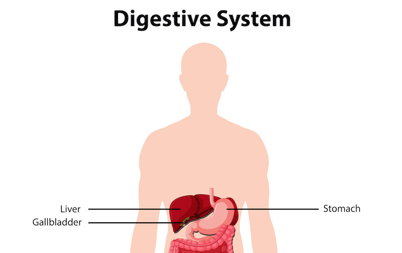 A diagram of part of the human digestive system showing where the gallbladder is located.