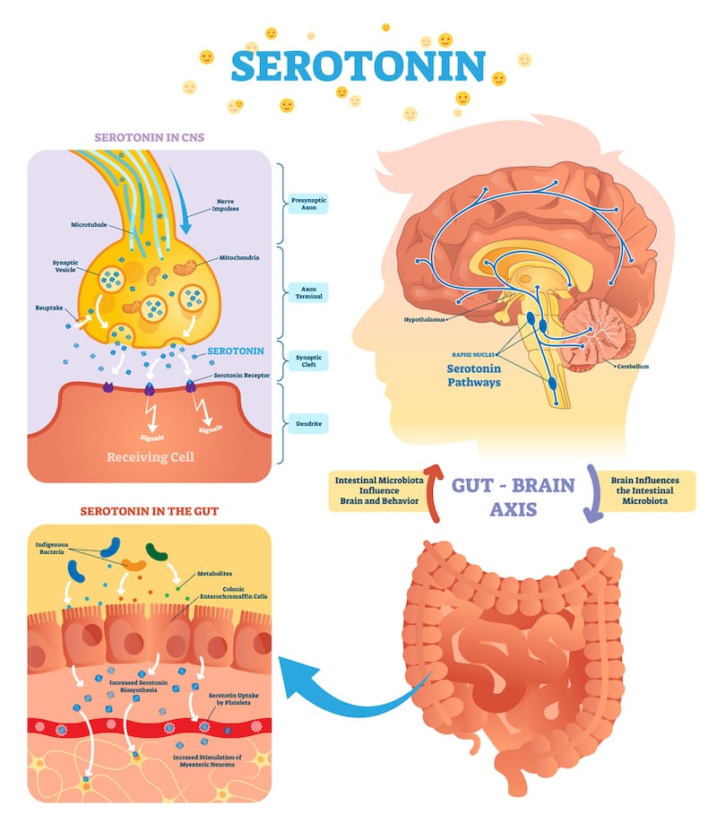 A graphic showing Serotonin and it's impact inside the body