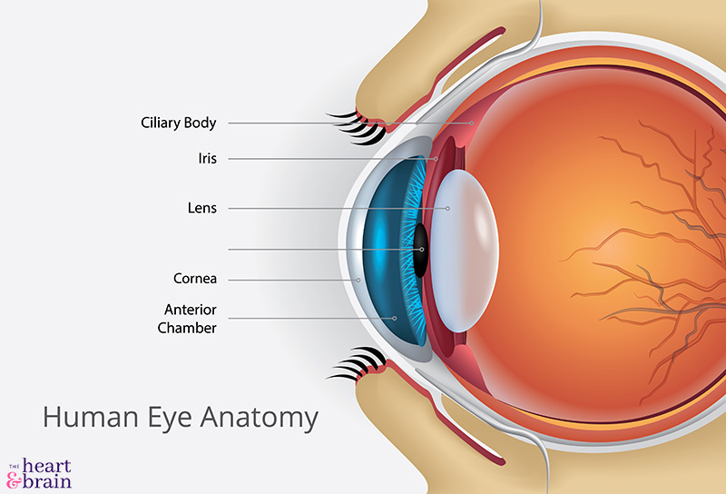A graphic of the human eye, showing the different components