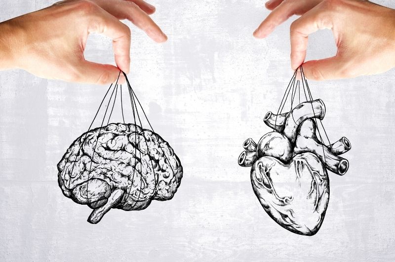 Which Is More Important? Heart or Brain?